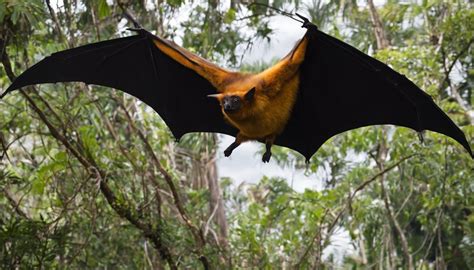 megabagets|Meet the World's Biggest Bat .